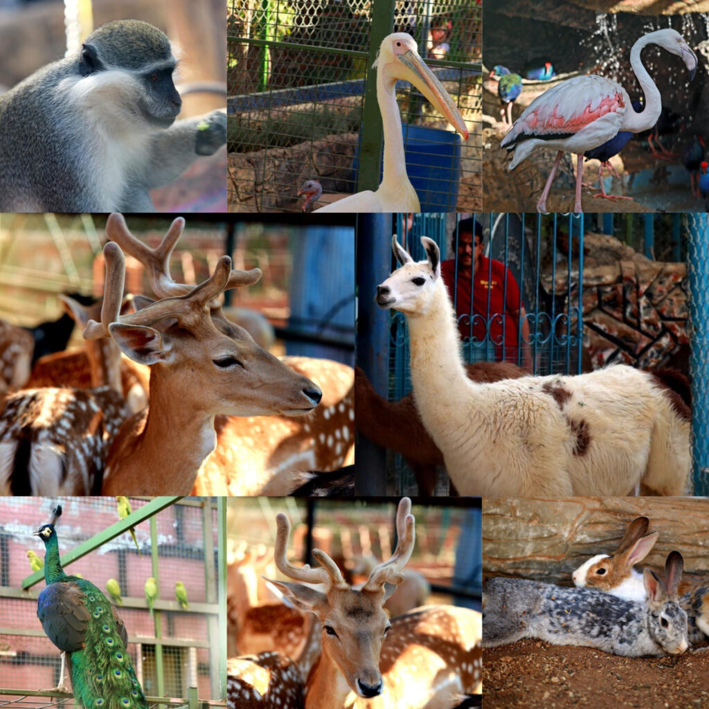 Animals to visit during Eid